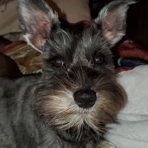 Meet your Posher, Jasmine